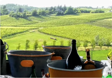 A bottle of wine is in a bucket with ice in front of a vineyard.