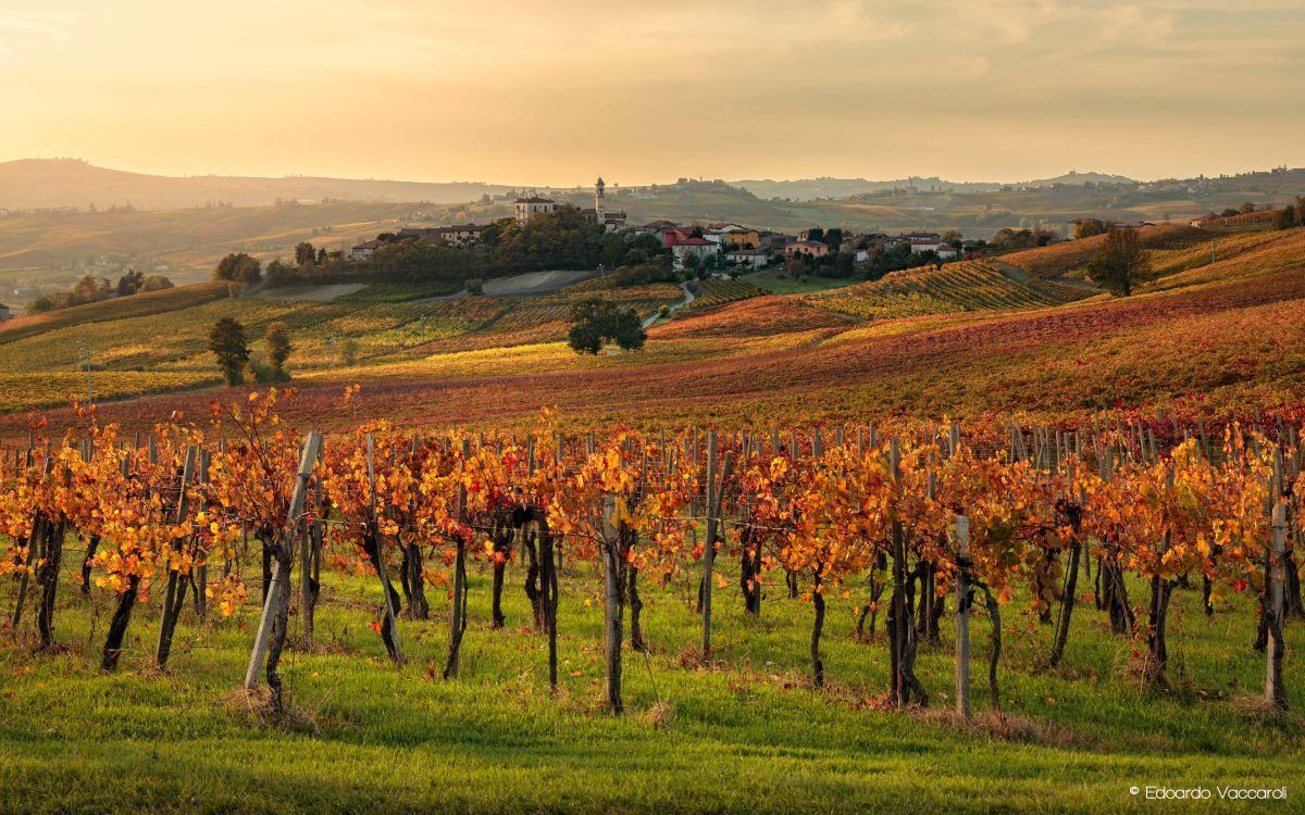 Autumn vineyard with rows of colorful grapevines, small houses, and a church on rolling hills.