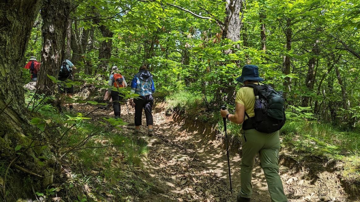 A group of people are hiking down a path in the woods.