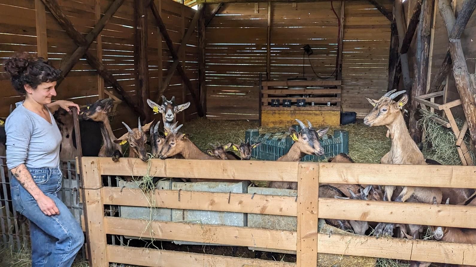 A woman is standing next to a wooden fence surrounded by goats.