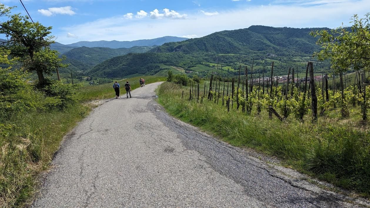 Two people are walking down a dirt road next to a vineyard.