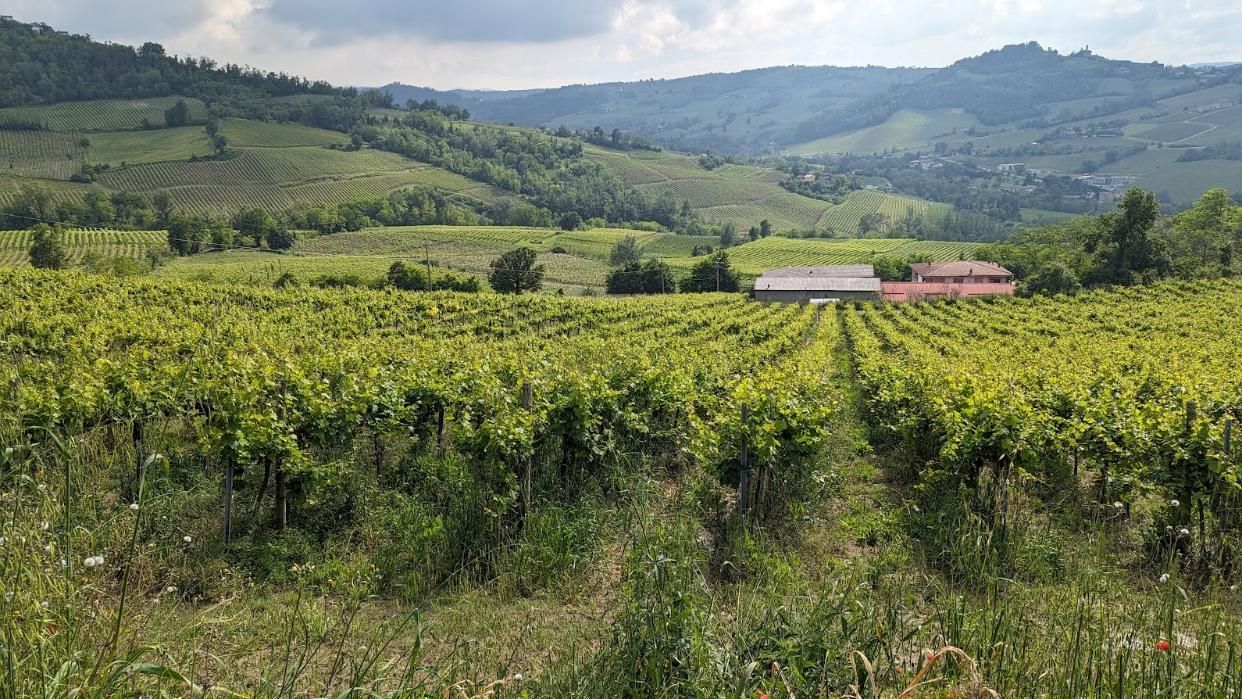 A vineyard with a house in the background and mountains in the background.