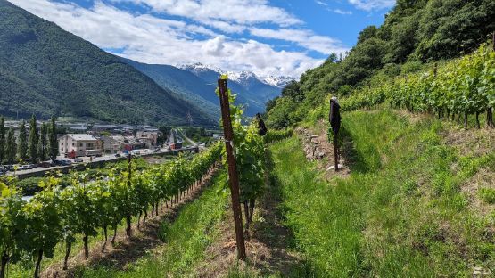 A person is standing in a vineyard with mountains in the background.