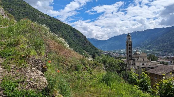 Church tower rises above Tirano, Italy, framed by alpine slopes and wildflowers.