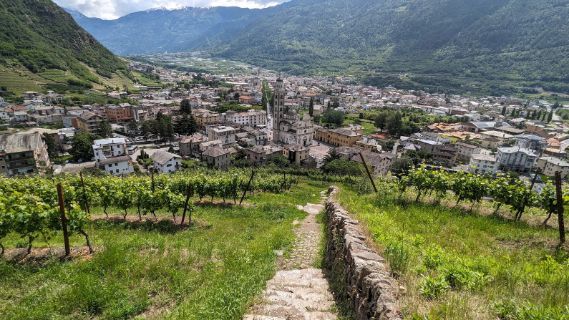 A view of a city from a vineyard with mountains in the background.