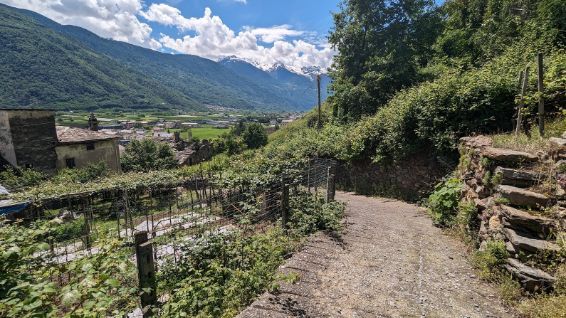 A dirt road going through a vineyard with mountains in the background.