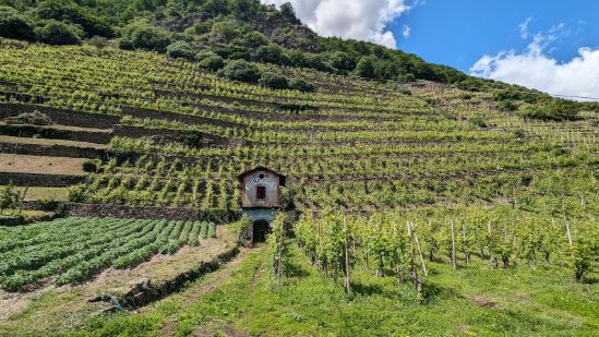 There is a small house in the middle of a vineyard.