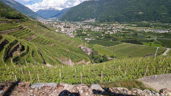 A view of a vineyard with mountains in the background.