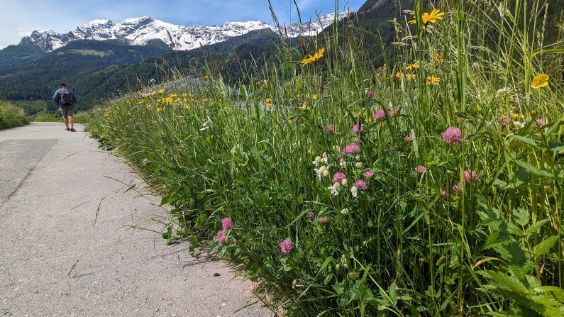 A person is walking down a path next to a field of flowers.