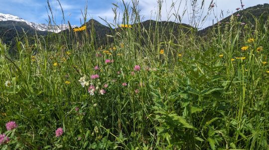 A field of tall grass and flowers with mountains in the background.