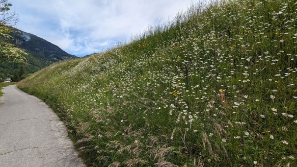 A path going through a field of tall grass.