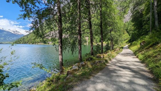 A dirt road leading to a lake surrounded by trees.
