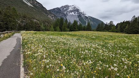 A road going through a field of flowers with a mountain in the background.