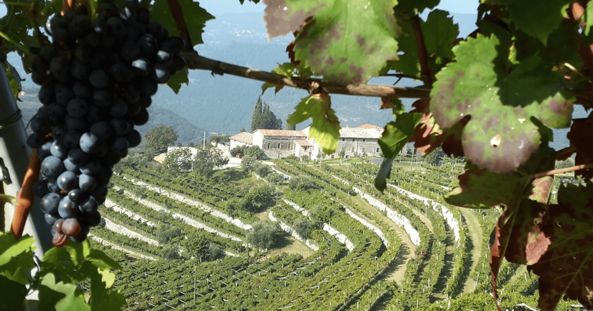Terraced vineyards in the Veneto region, framed by grapevines and a farmhouse.