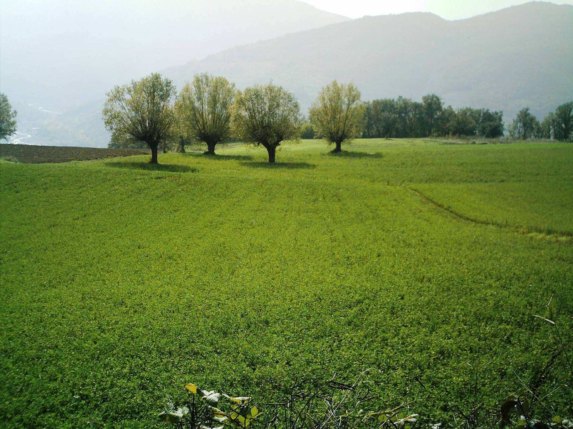 A serene green field with scattered trees, rolling hills, and a misty mountain backdrop.