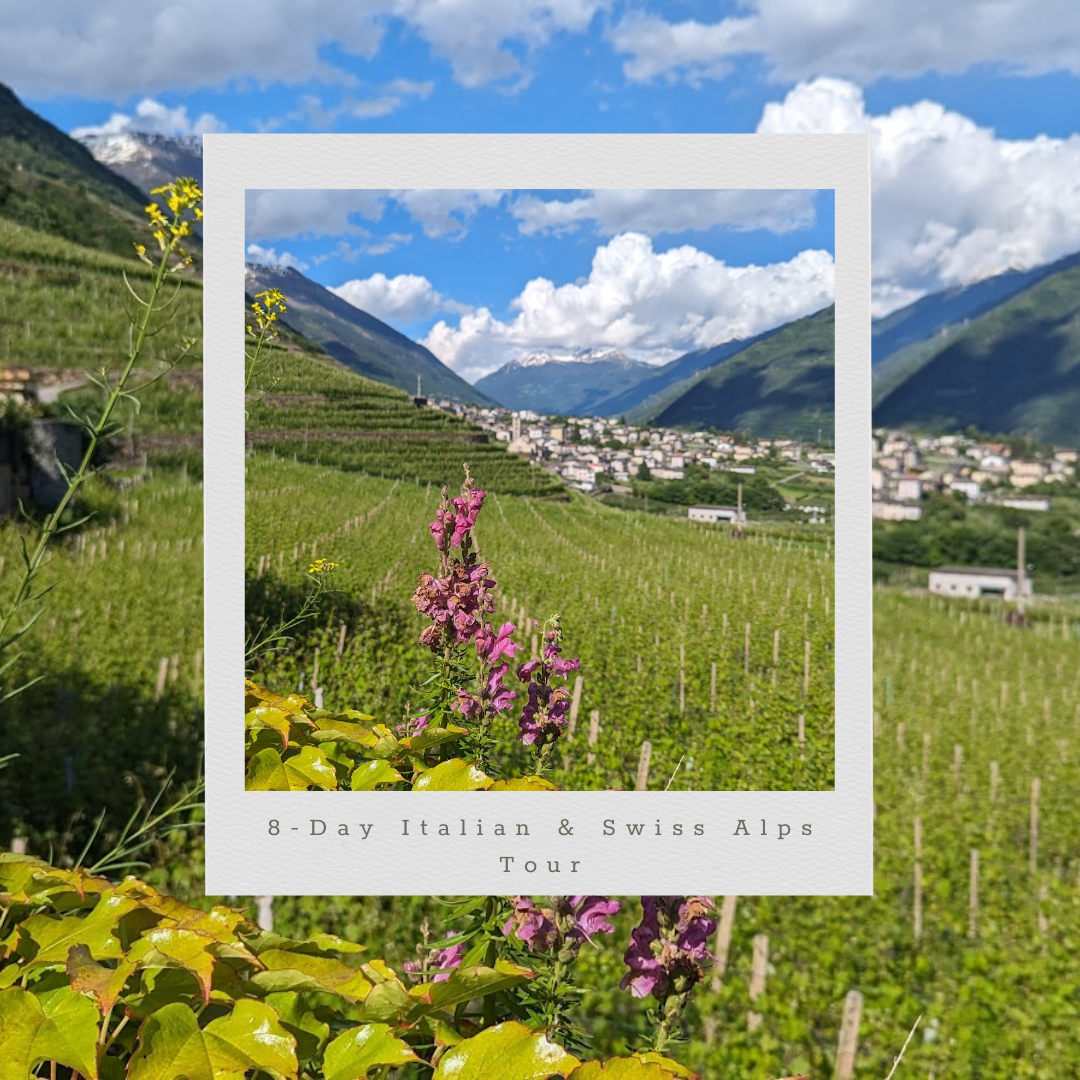 A picture of a field with flowers and mountains in the background