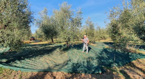 A man is picking olives from an olive tree in a field.