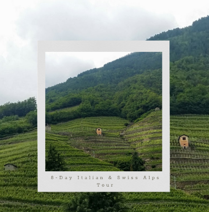 A picture of a vineyard with a mountain in the background.