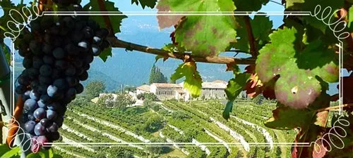 Ripe grapes hanging from a vine, overlooking terraced vineyards and a rustic farmhouse in a scenic hillside landscape.