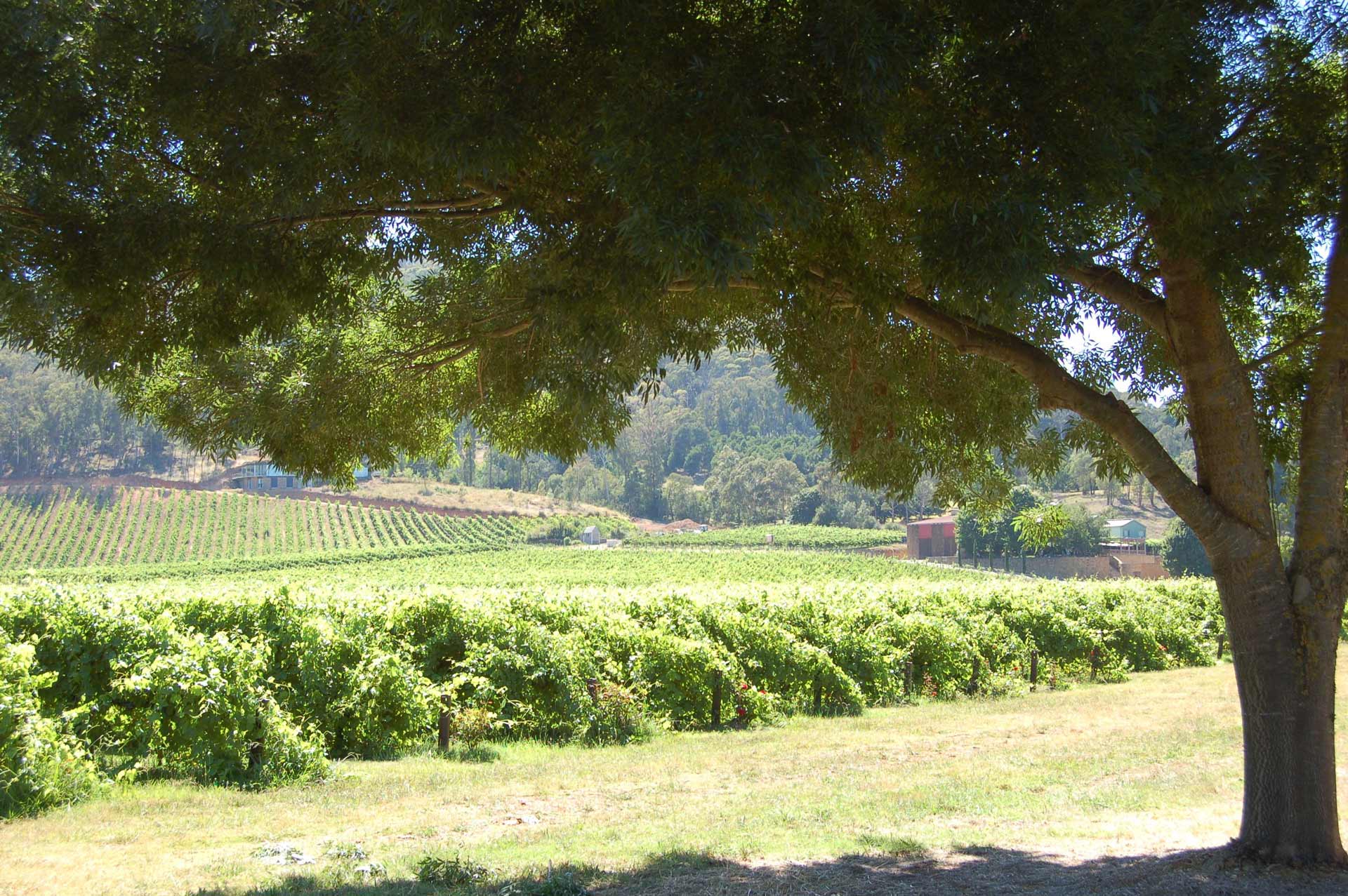 A sunny vineyard landscape, viewed from under a large shady tree