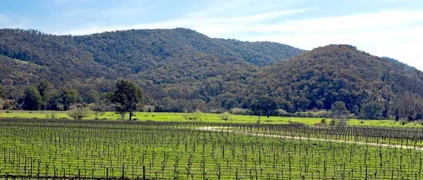 A vineyard set against rolling hills, typical of the King Valley wine region in Victoria, Australia.
