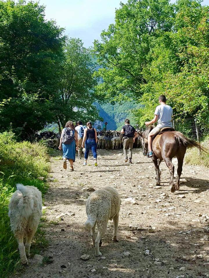 People walking and horseback riding along a wooded path behind a flock of sheep, with two sheepdogs trailing behind.