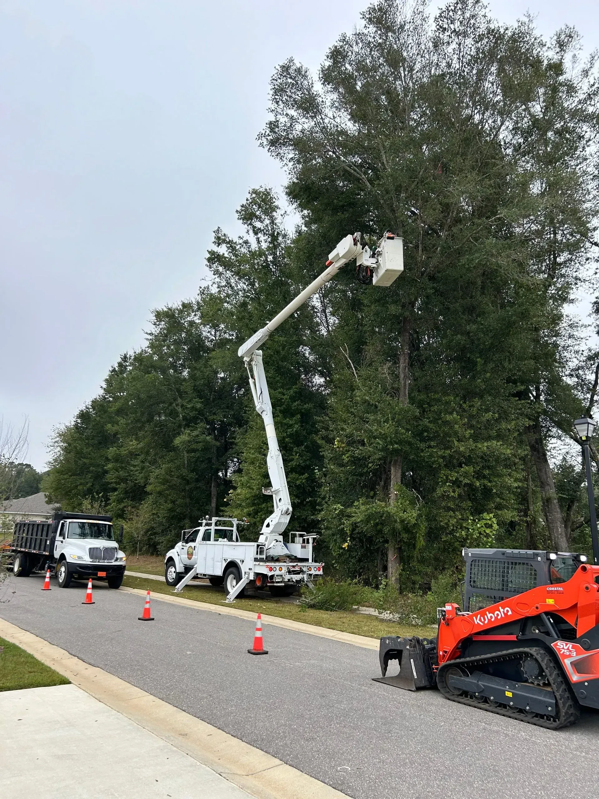 A tree trimming crew uses a bucket truck to prune a tall tree on a residential street. A dump truck and small tractor are also present.