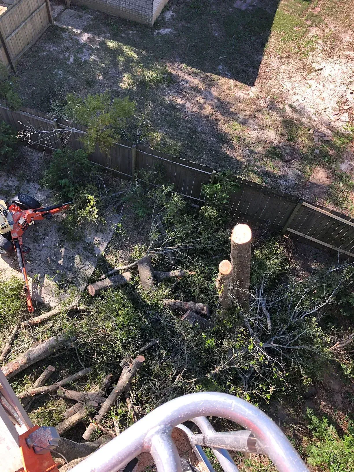 Overhead view of tree trimming; saw, cut branches on ground, fence in background.