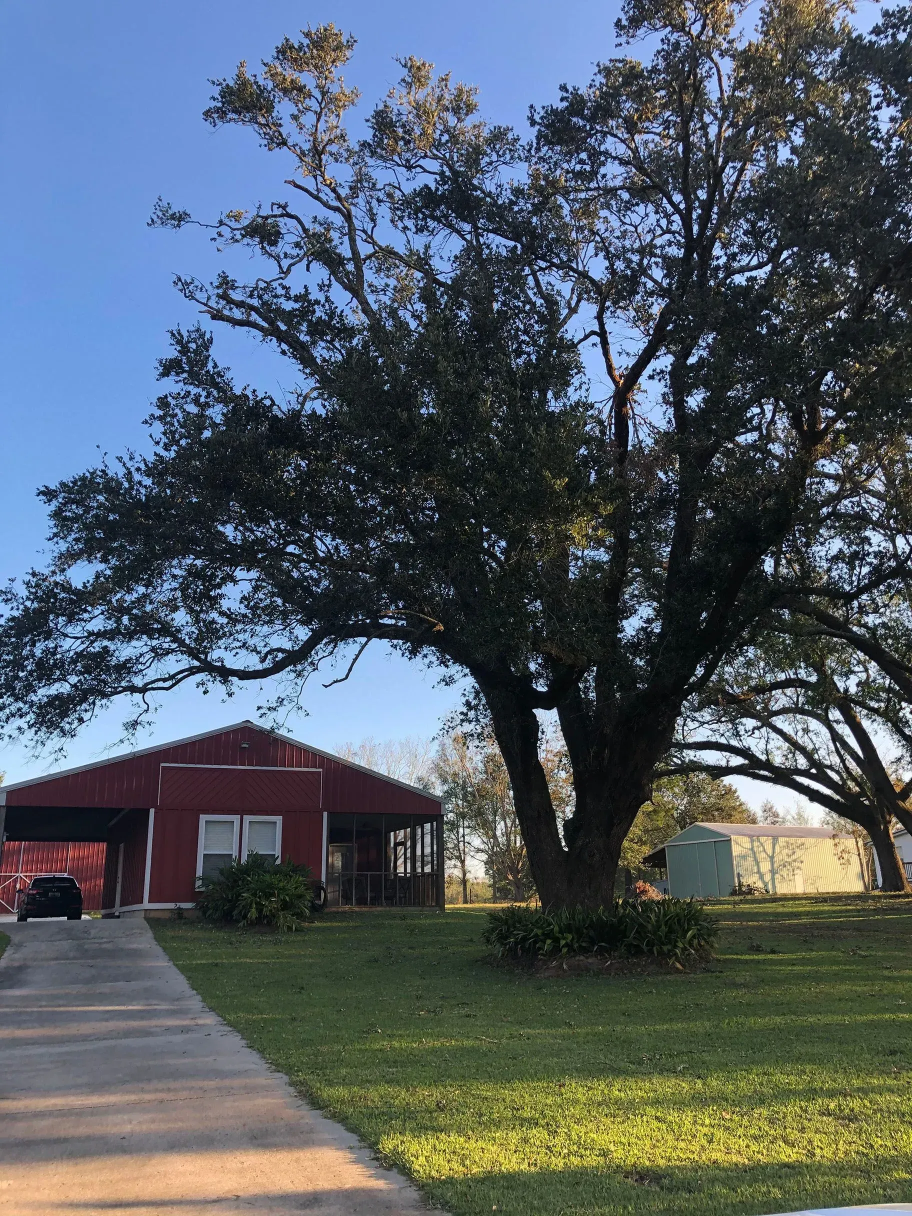 Red house with large tree in front on a sunny day. Green grass and blue sky.