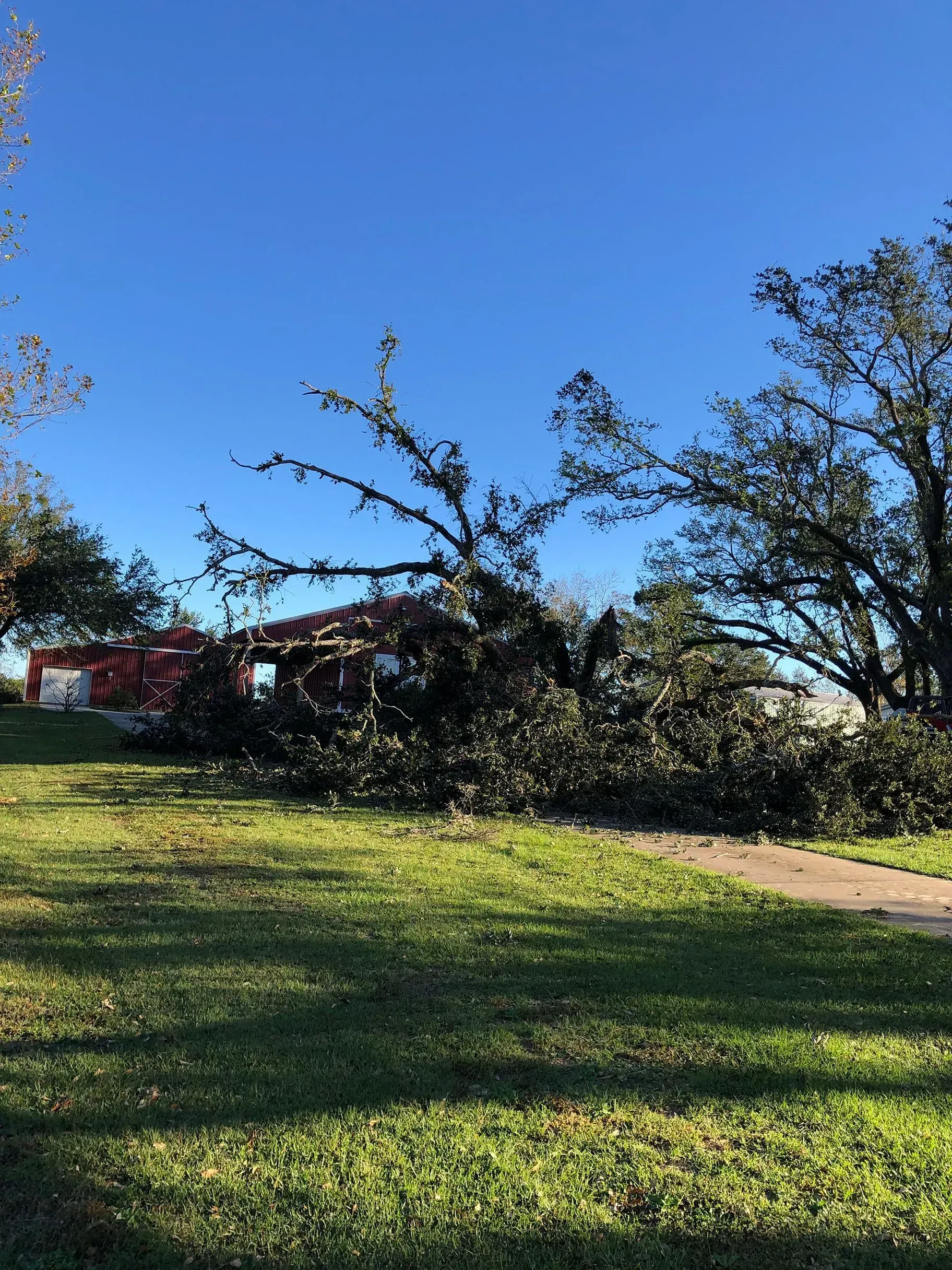 Tree fallen onto a house, blocking windows. Green grass, blue sky.