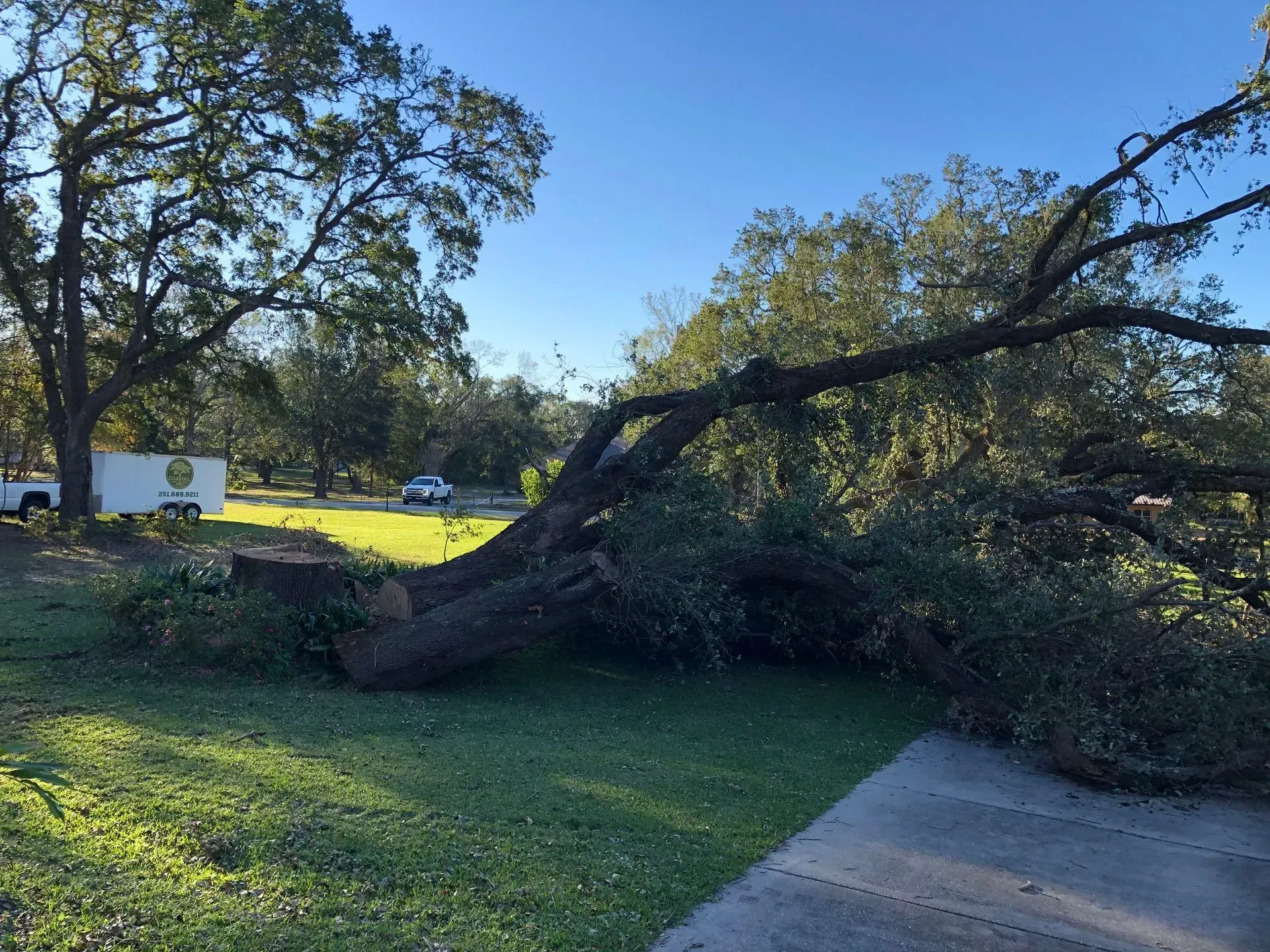Fallen tree on green grass, partially blocking a street with a car and trees in the distance.