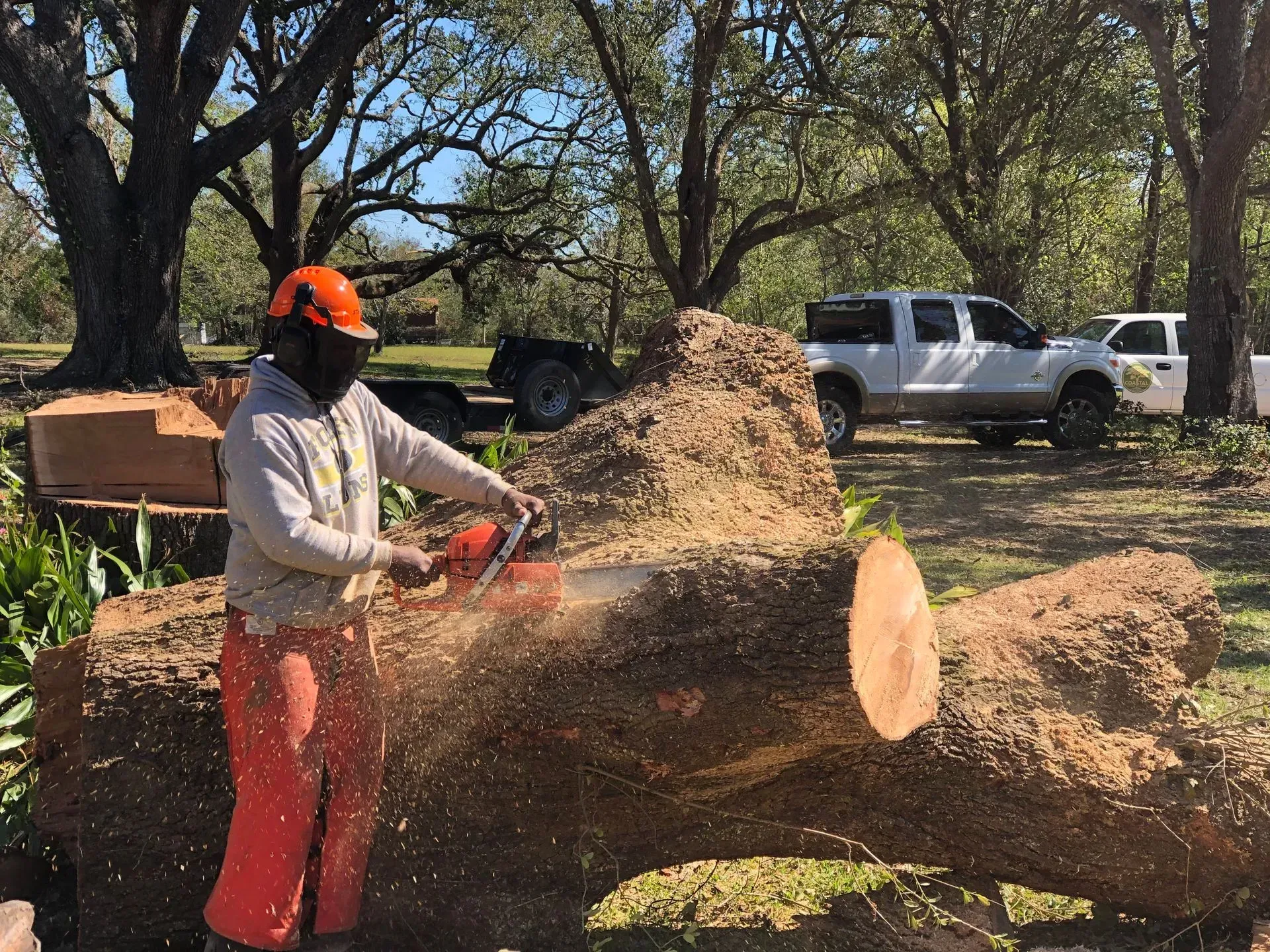 Person in orange safety gear using a chainsaw to cut a log in a yard.