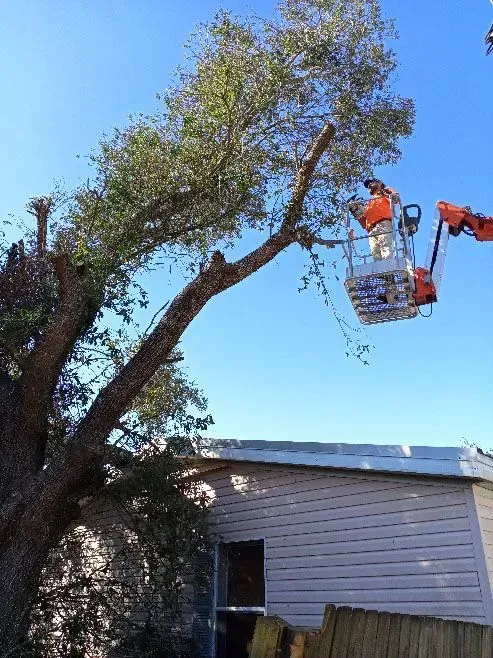 Tree trimming: Worker in an aerial lift prunes a tree branch near a shed on a sunny day.