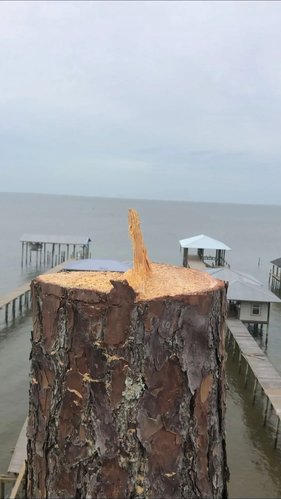 Large tree stump on a pier overlooking water, with docks and cloudy sky.