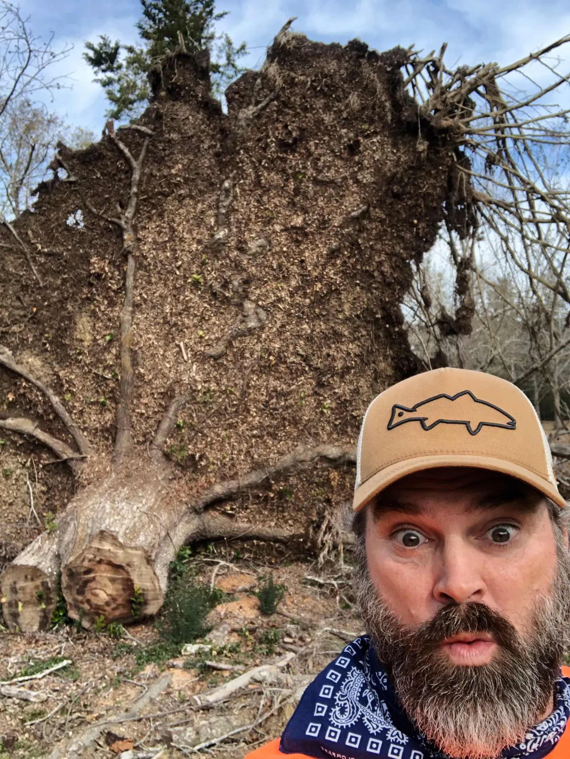 Man with surprised expression, a hat, and beard, stands before a large fallen tree with exposed roots.
