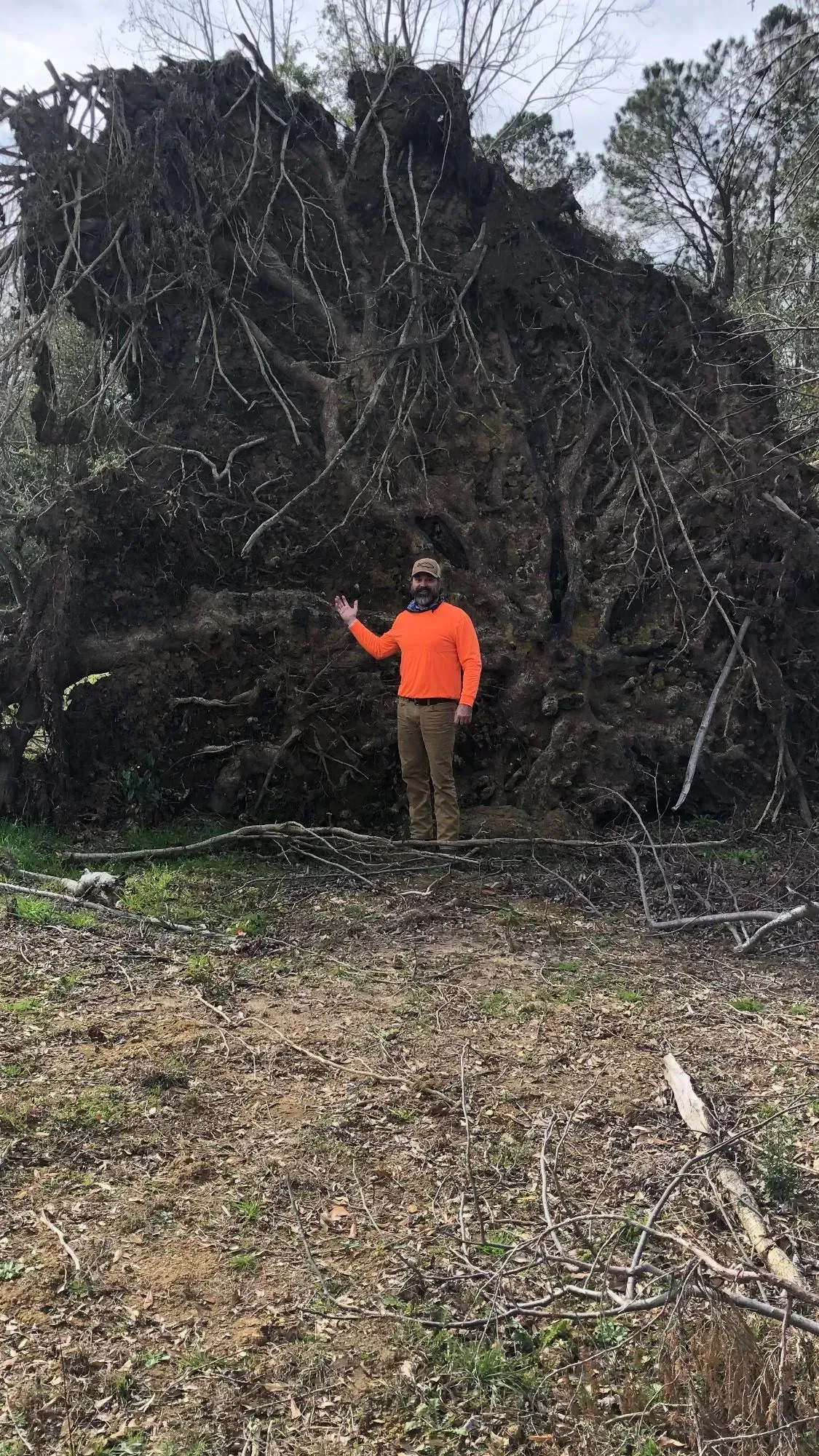 Man in orange shirt points at large uprooted tree. Outdoors setting with dirt and trees.
