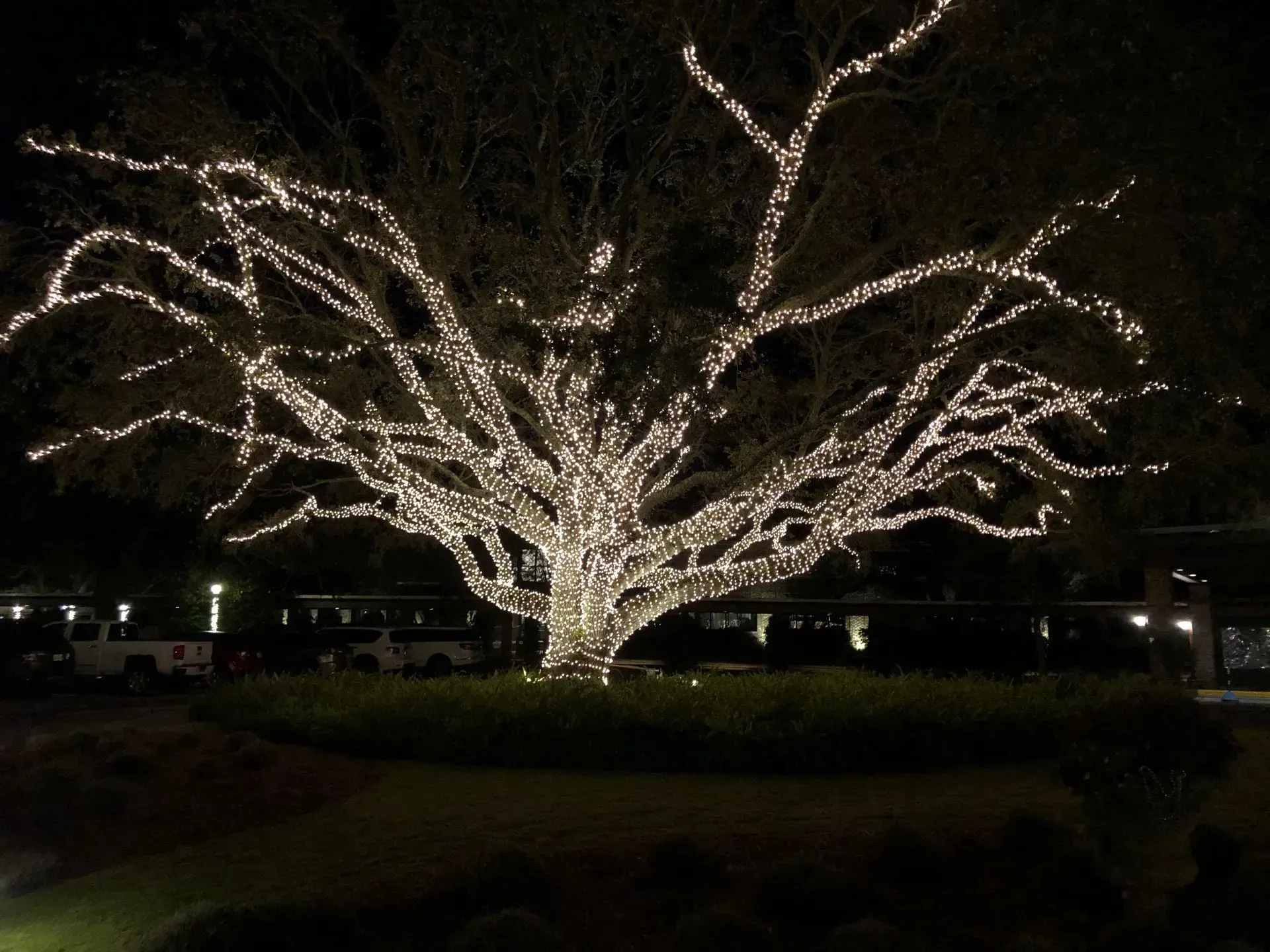 A large tree covered in glowing white lights at night.