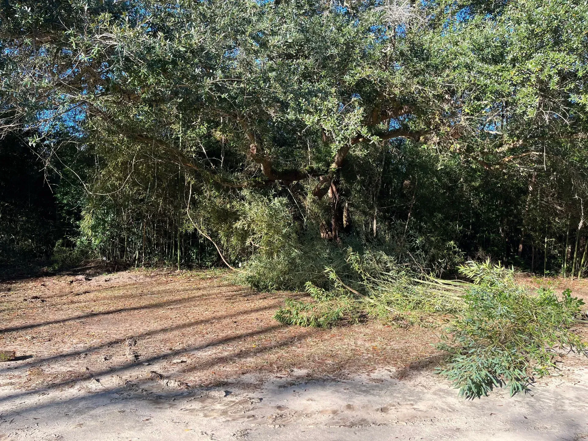 A sunny woodland scene with trees and shrubs casting long shadows over the ground.