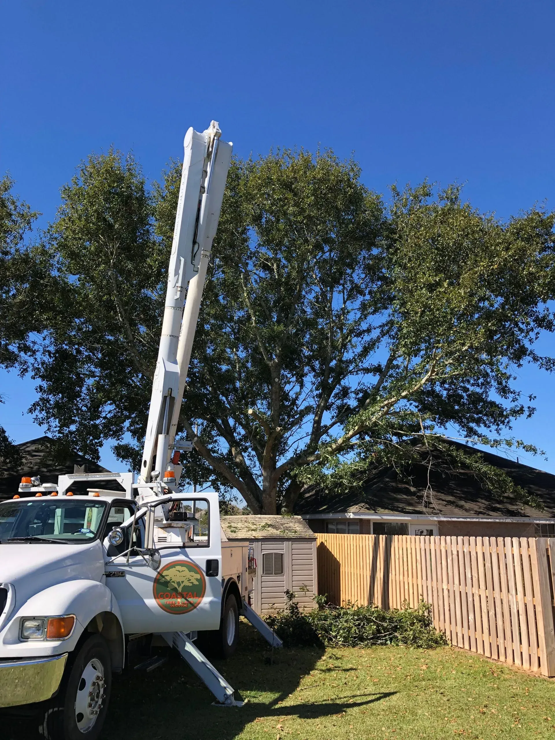 Tree service truck with lift arm extended toward a large tree; blue sky.