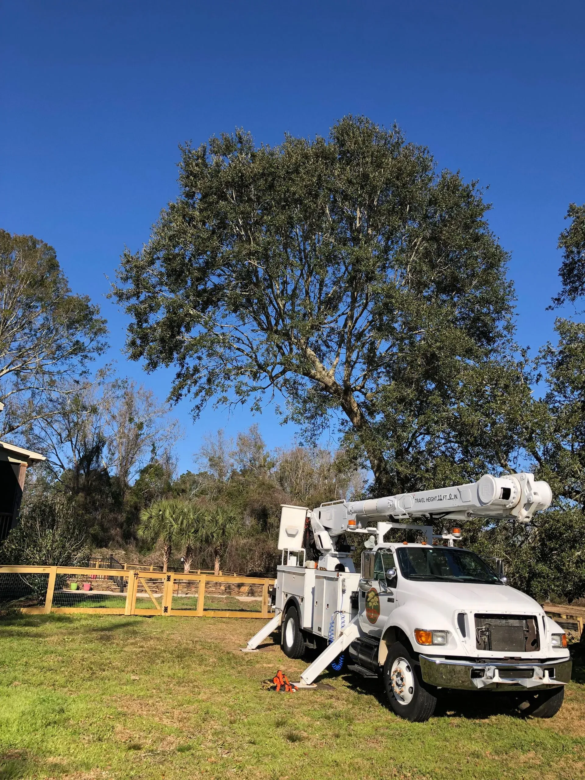 White utility truck with extended boom trimming a large tree under a blue sky.