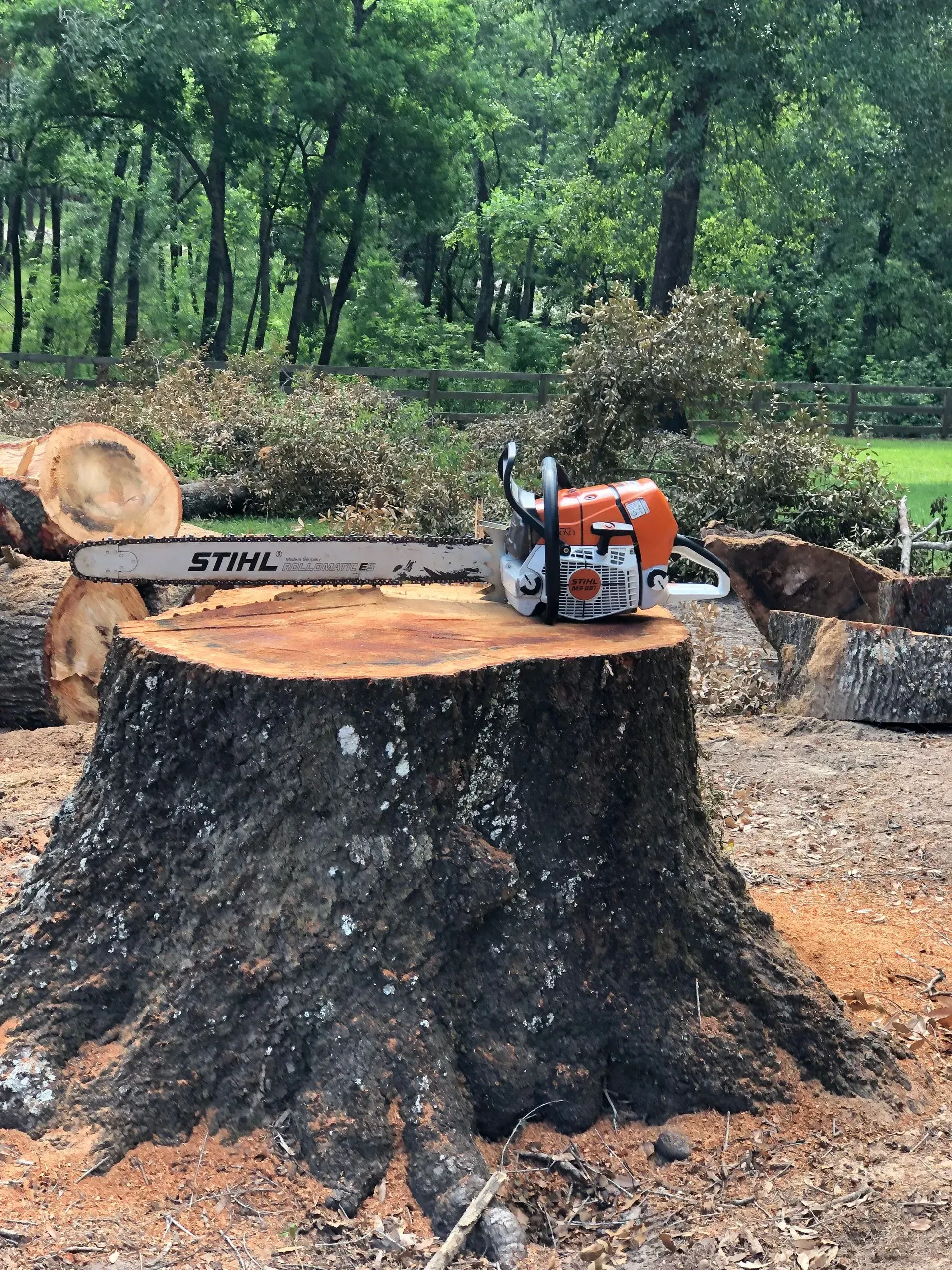 Chainsaw rests on a large tree stump, surrounded by logs and greenery.