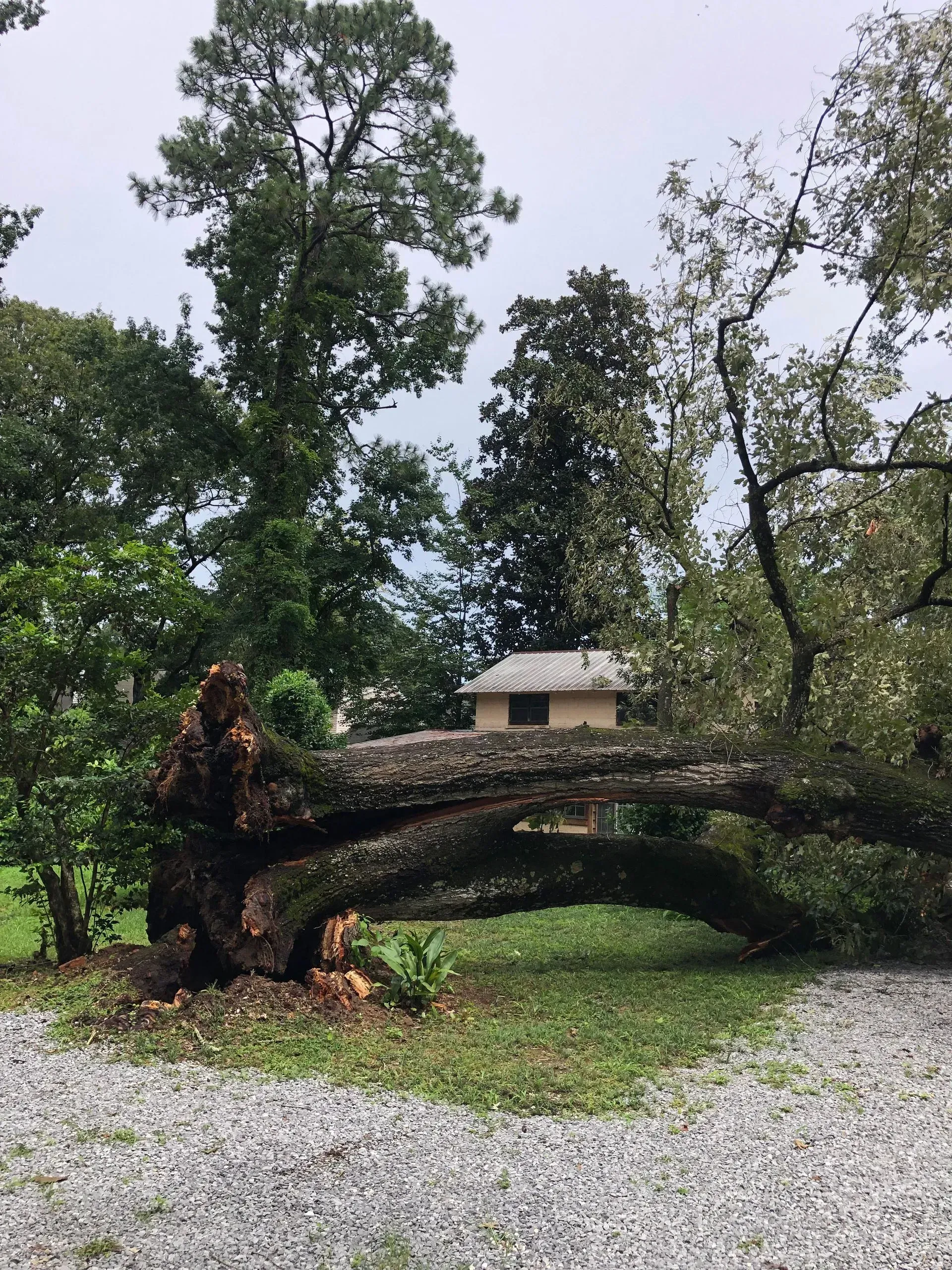 A large tree fallen on the ground with a small building in the background. Green grass and overcast sky.