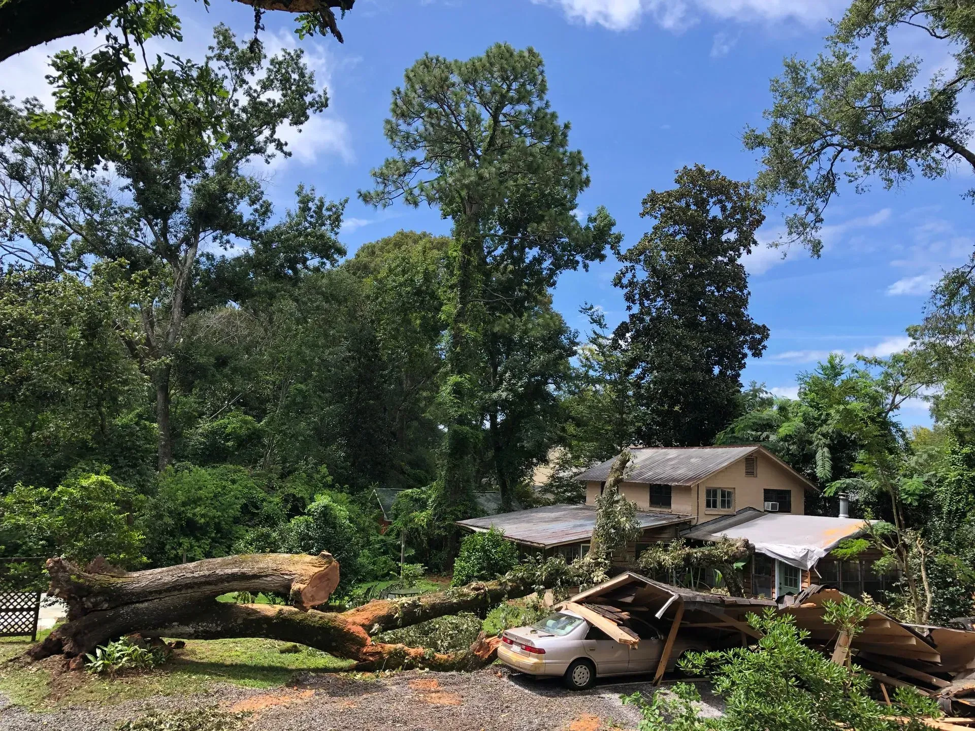A fallen tree damaged a car and a house with a beige roof, surrounded by green trees on a sunny day.