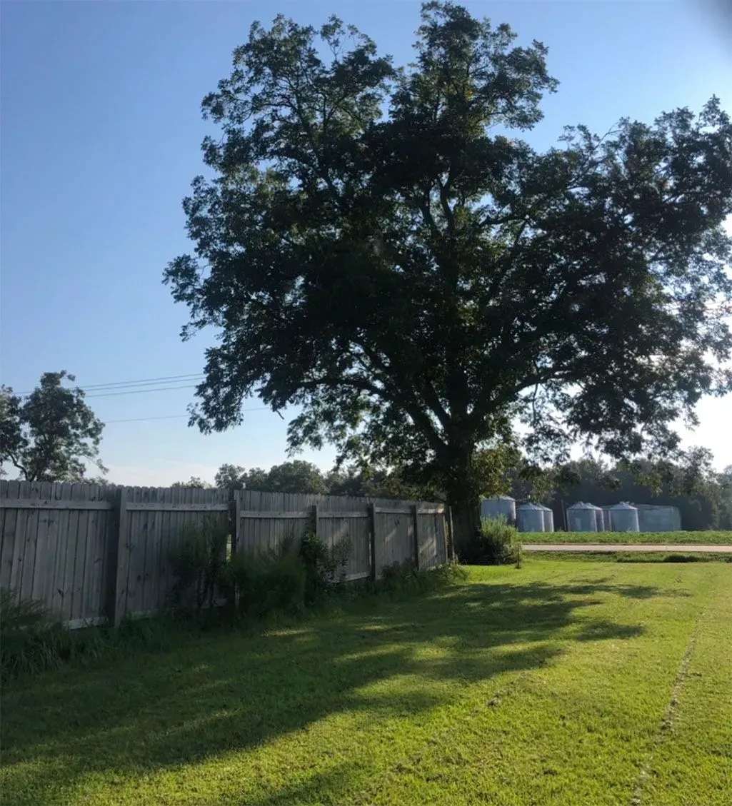 Large tree next to a wooden fence on a grassy lawn under a clear blue sky.