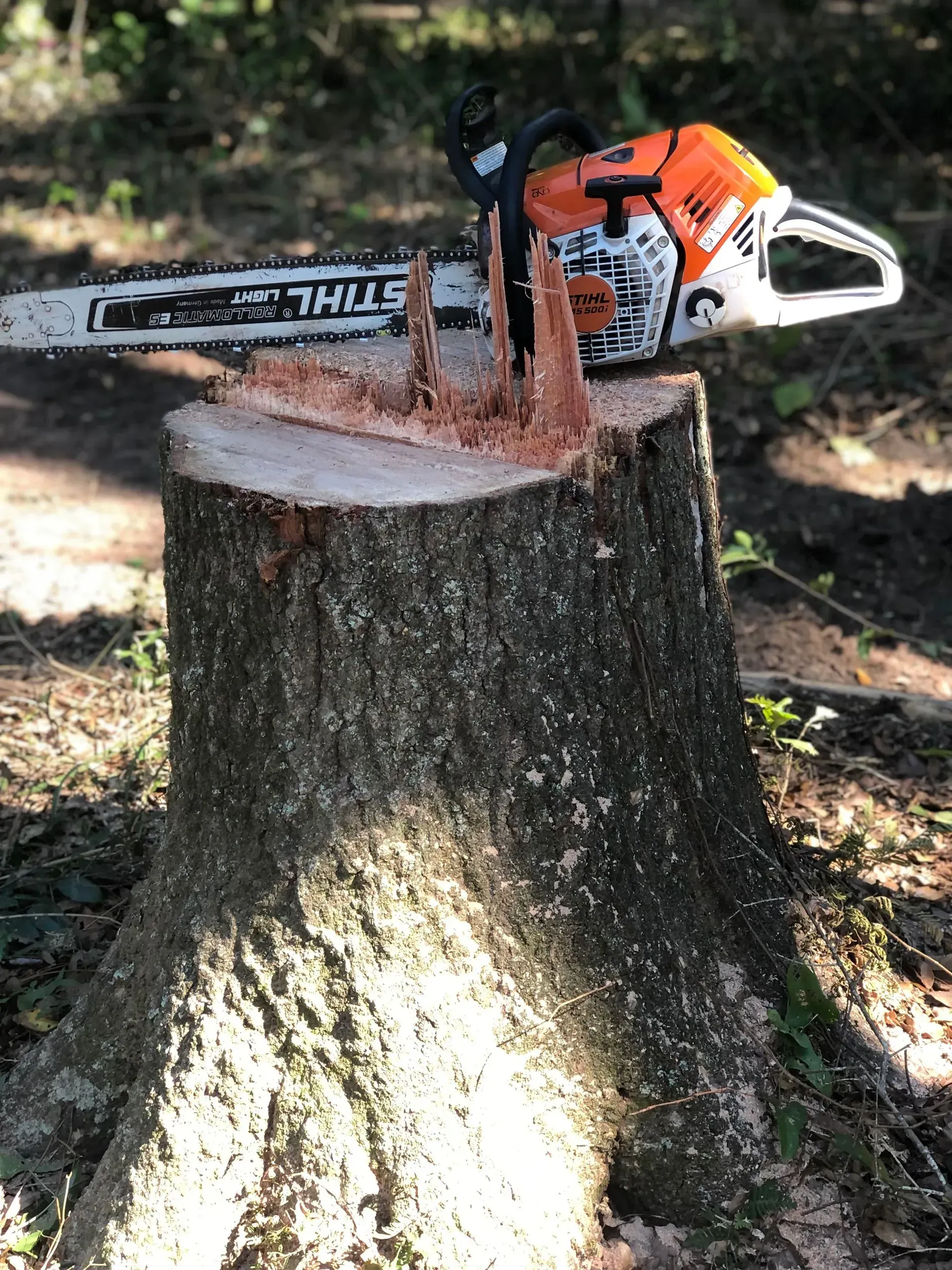 Chainsaw on a tree stump; the saw has cut into the wood, creating wood shavings. Sunny, outdoor setting.
