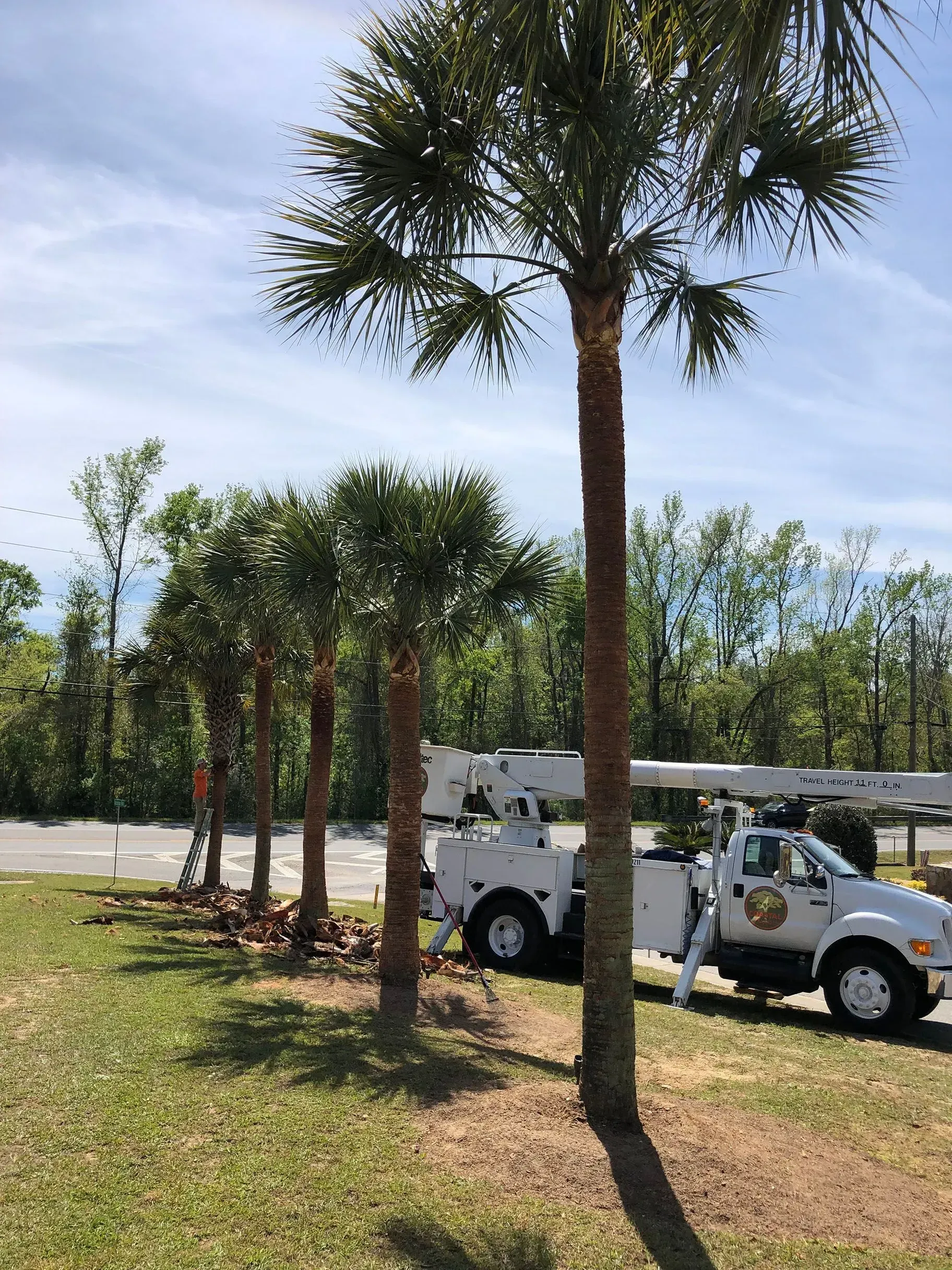 Palm trees line a grassy area, utility truck parked nearby. Blue sky, bright day.
