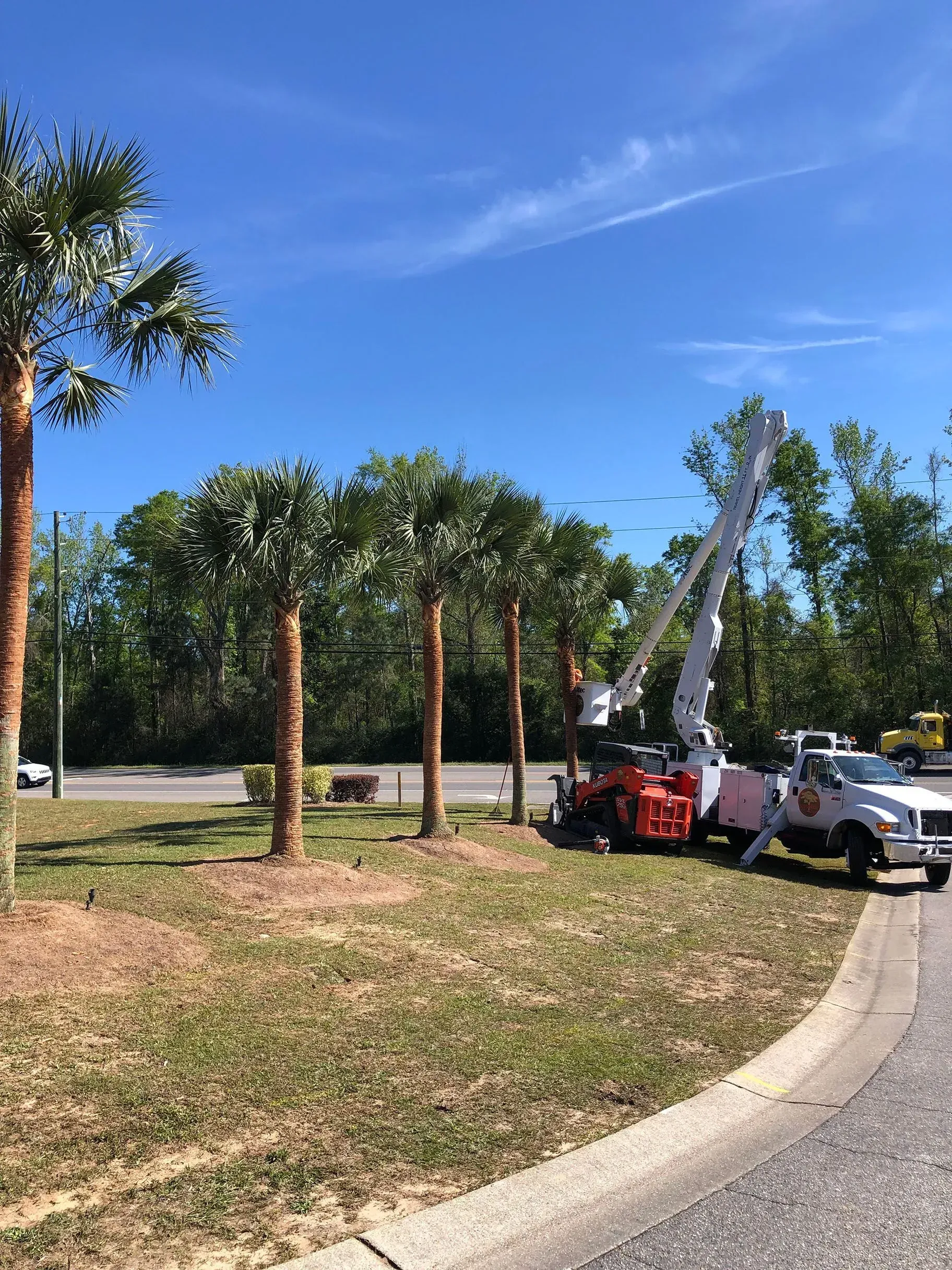 Palm trees being trimmed by a bucket truck on a sunny day.