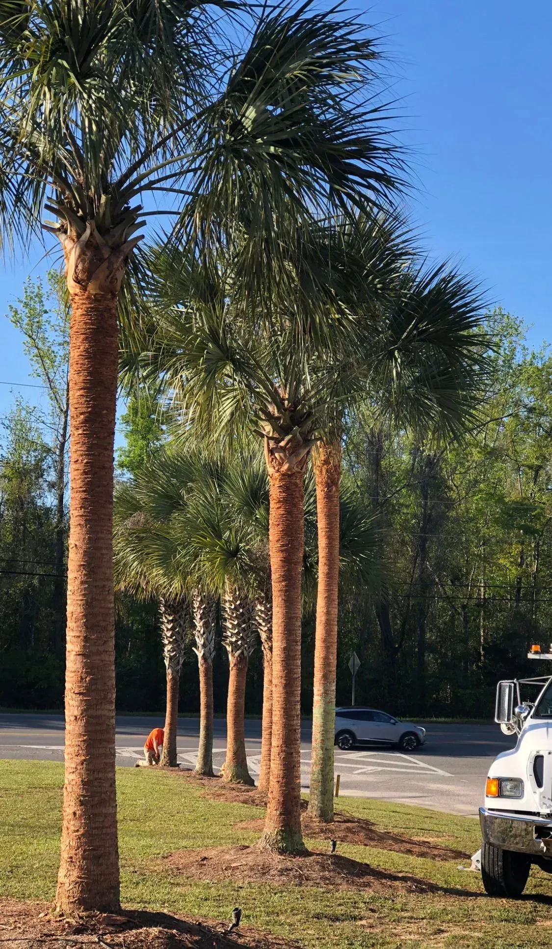 Line of palm trees with brown trunks and green fronds, under a clear blue sky.