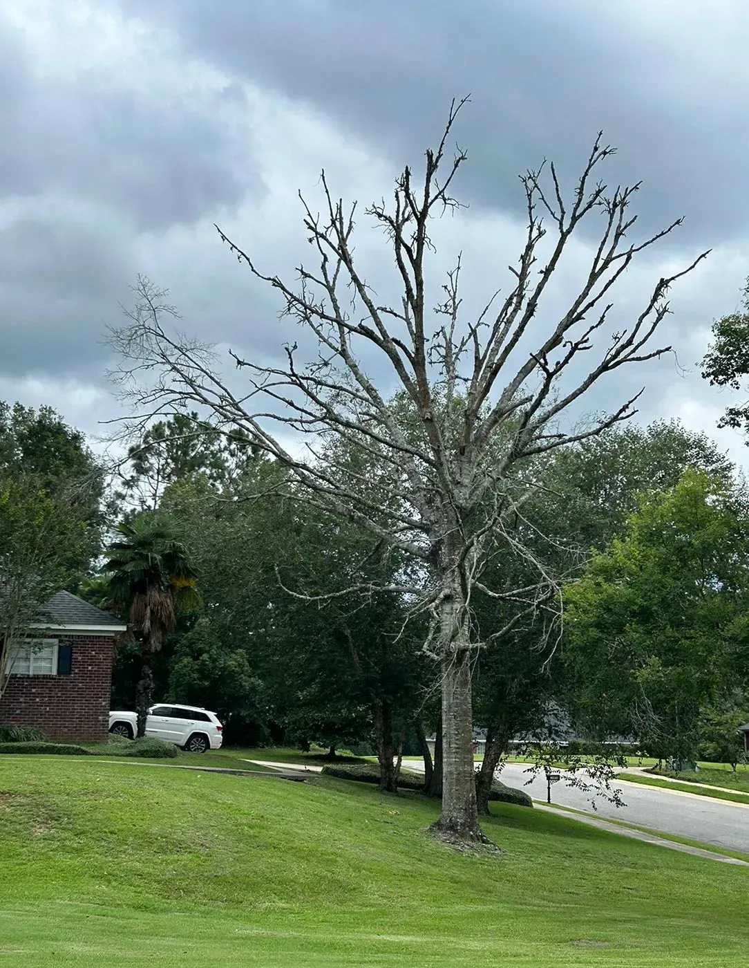 Dead tree on a grassy hill; a cloudy sky, a house, and other trees in the background.