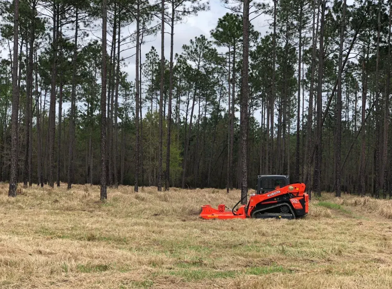 Orange skid steer with rotary cutter clearing tall grass and brush in a pine forest.